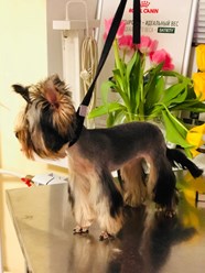 Фото компании  "Я-грумер" 1