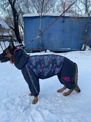 Фото компании Самозанятый Пес в пальто 23