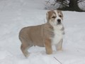 Щенки алабая