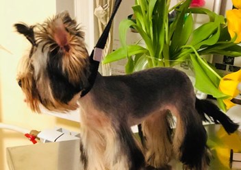 Фото компании  "Я-грумер" 1