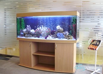 Запуск и оформление аквариумов