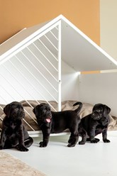 Фото компании ИП Дом для Хвоста 2