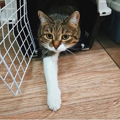 Фото компании  Зоогостиница Дмитров 8