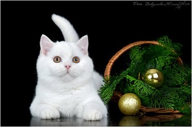 Фото компании ИП Питомник шотландских кошек 9