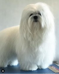 Фото компании  Зоосалон Мон Ами 11