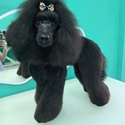 Фото компании  Зоосалон PekkerGroom 8