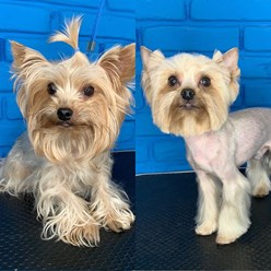 Фото компании  Зоосалон Мон Ами 37