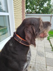 Фото компании Самозанятый Пес в пальто 68