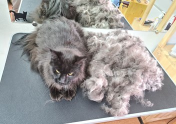 Фото компании  Кабинет красоты для кошек и собак 4