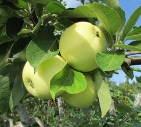 Фото компании ООО Питомник Дяди Бори 1