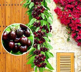 Фото компании ООО Питомник Дяди Бори 4