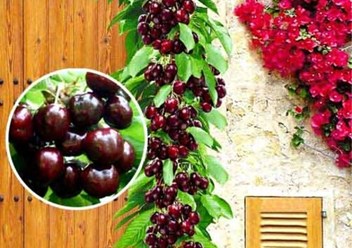 Фото компании ООО Питомник Дяди Бори 4