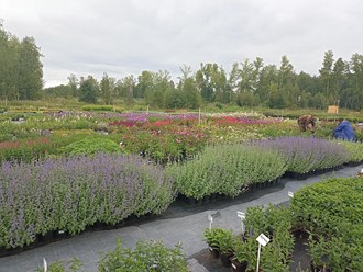 Фото компании  Питомник растений Малиновский 1