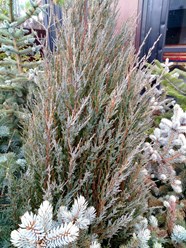 Фото компании ООО Питомники растений "Зеленая гостиная" 4