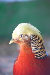 Фото компании ИП Чудесный 4