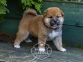 Щенок Сиба-Ину