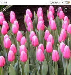 Фото компании  Тюльпаны выращены в Верxoважье 3