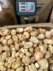 Ежовик гребенчатый, 4300 р/кг