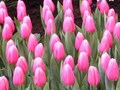 Фото компании  Тюльпаны выращены в Верxoважье 3