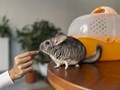 Фото компании ООО Белый Бим на Пловдинской 6