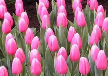 Фото компании  Тюльпаны выращены в Верxoважье 3