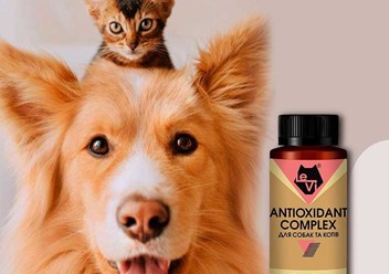 Антиоксидант Комплекс для собак и котов LeVi 500 mg 30 таблеток Антиоксидант Комплекс для собак и котов LeVi 500 mg 30 таблеток le-vi.com.ua/ru/immunitet-i-vosstanovlenie-sil/antioksidant-kompleks-an