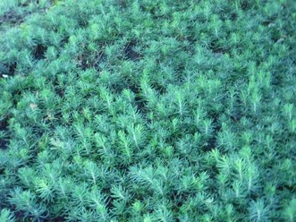 Питомник хвойных растений, выращивание сеянцев, саженцев:голубой ели, туи, можжевельника.Продажа оптом и в розницу по доступным ценам, купить посадочный материал на доращивание