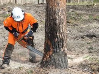 Спил обрезка корчевание деревьев