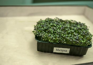 Мизуна в Костроме