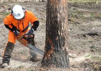 Спил обрезка корчевание деревьев