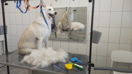 Работа грумера