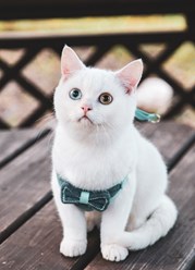 Шотландский котик продается, звоните 89857735080