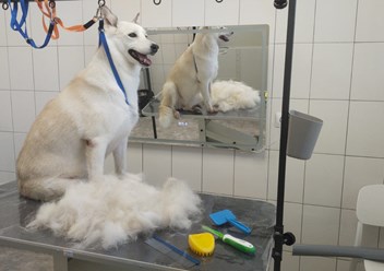 Работа грумера