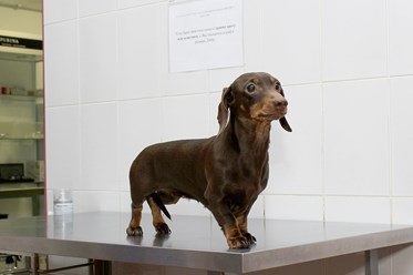 Фото компании  Био-Вет Алтуфьево 3