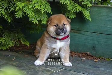 Щенки Сиба-Ину из питомника