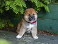 Щенки Сиба-Ину из питомника