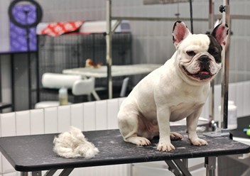 Фото компании  TEZI Grooming 6