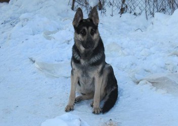 Рос шанс Донна
veo-corgi.okis.ru