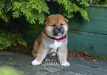 Щенки Сиба-Ину из питомника