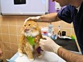 Фото компании  Уши лапы 2