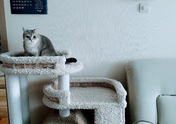 Комплекс с домиком для кошек