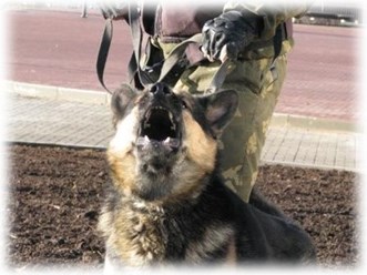 Охрана объектов со служебными собаками