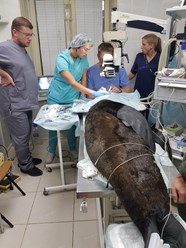 Фото компании  Центр ветеринарной офтальмологии доктора Шилкина А.Г. на ул. Островитянова 3