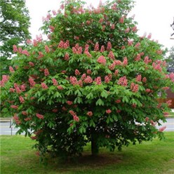 Фото компании ИП Садовый центр "Green Town" 34