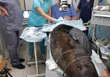 Фото компании  Центр ветеринарной офтальмологии доктора Шилкина А.Г. на ул. Островитянова 3