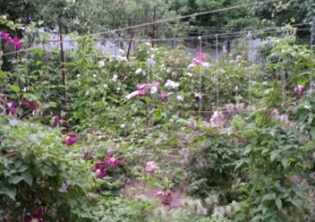 Фото компании  Бал Цветов 3