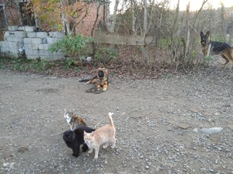 Дрессировка собак всех пород