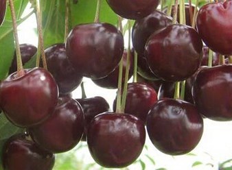 Фото компании ООО Питомник Дяди Бори 11