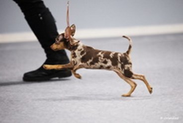 Фото компании  Шарм Ревю 1