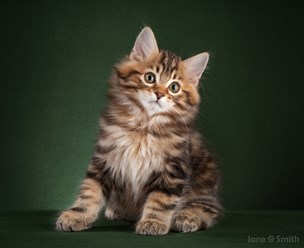 Фото компании  Moy Meow 1